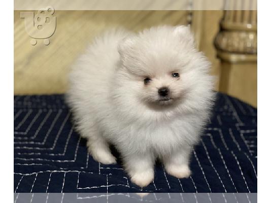 Pomeranian mini